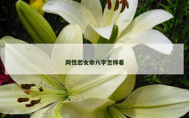 同性恋女命八字怎样看
