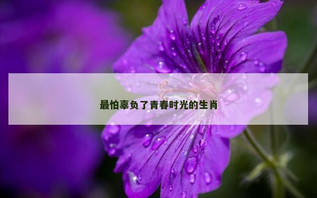 最怕辜负了青春时光的生肖