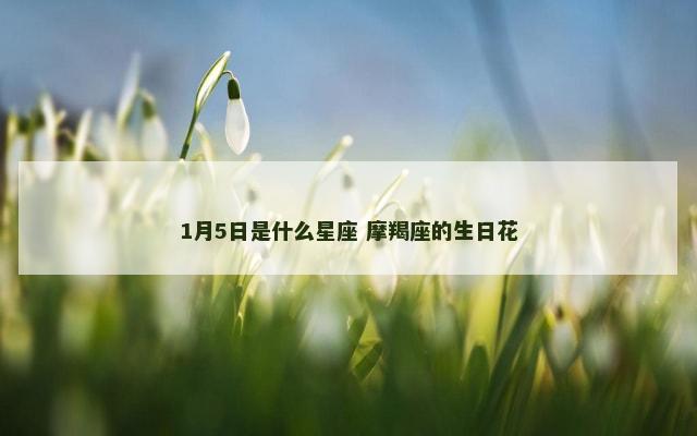 1月5日是什么星座 摩羯座的生日花