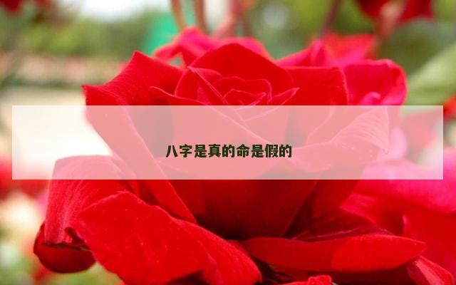 八字是真的命是假的