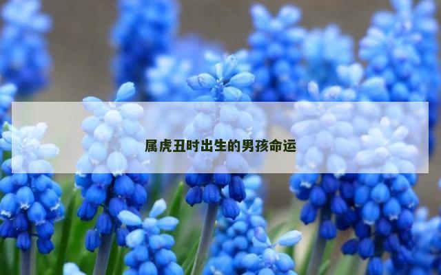 属虎丑时出生的男孩命运