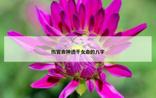 伤官食神透干女命的八字