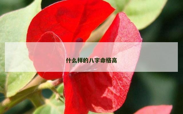 什么样的八字命格高