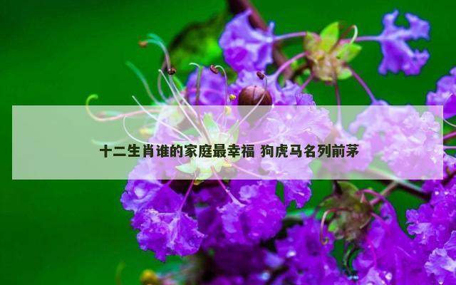 十二生肖谁的家庭最幸福 狗虎马名列前茅