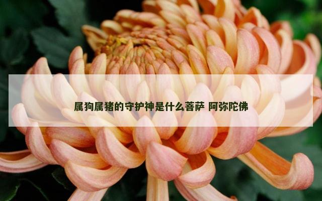 属狗属猪的守护神是什么菩萨 阿弥陀佛