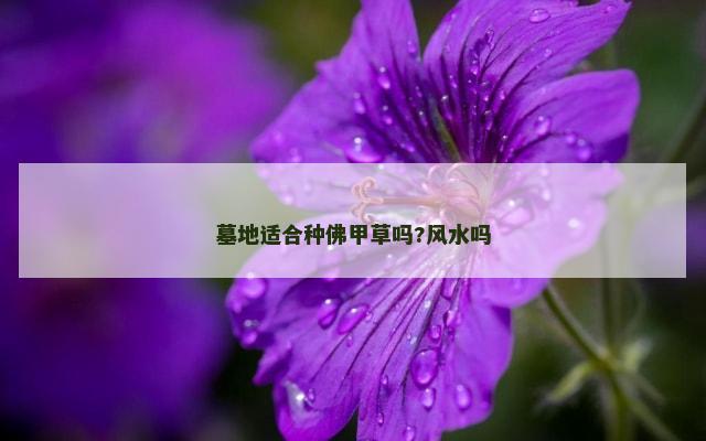 墓地适合种佛甲草吗?风水吗