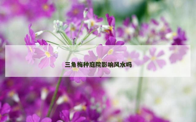 三角梅种庭院影响风水吗