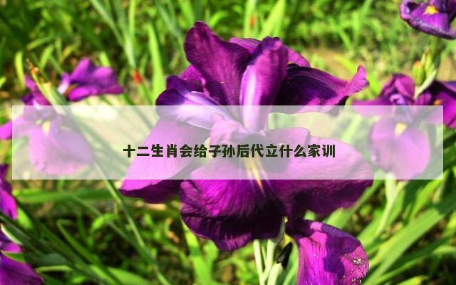 十二生肖会给子孙后代立什么家训