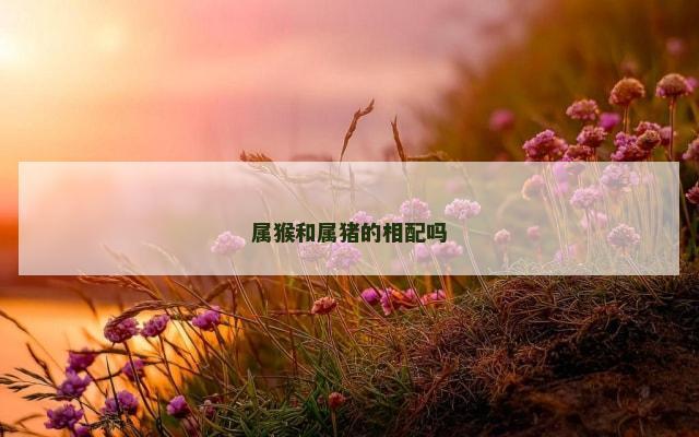 属猴和属猪的相配吗