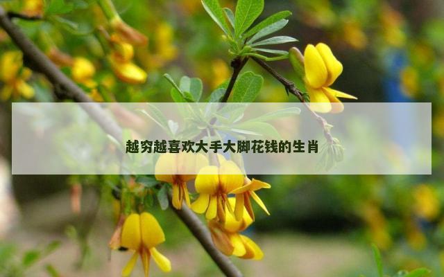 越穷越喜欢大手大脚花钱的生肖