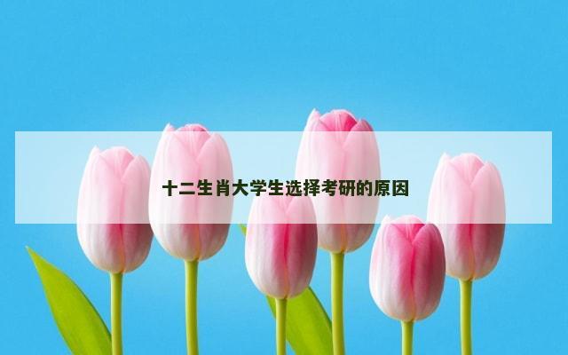 十二生肖大学生选择考研的原因