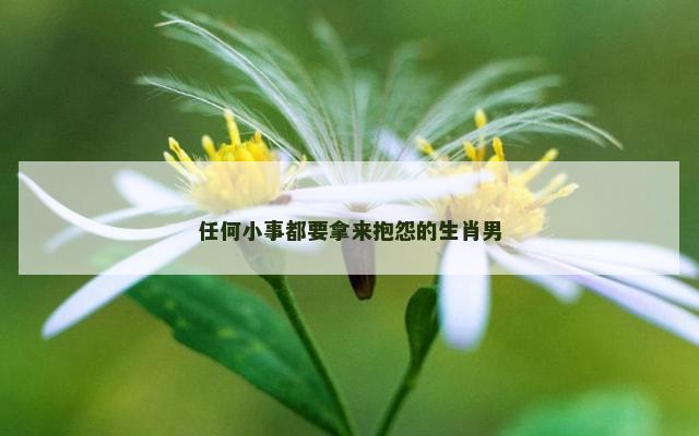 任何小事都要拿来抱怨的生肖男
