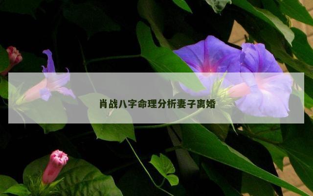 肖战八字命理分析妻子离婚