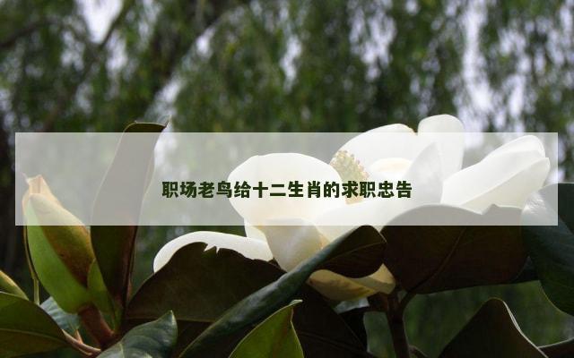 职场老鸟给十二生肖的求职忠告