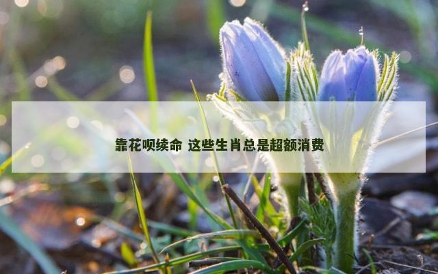 靠花呗续命 这些生肖总是超额消费