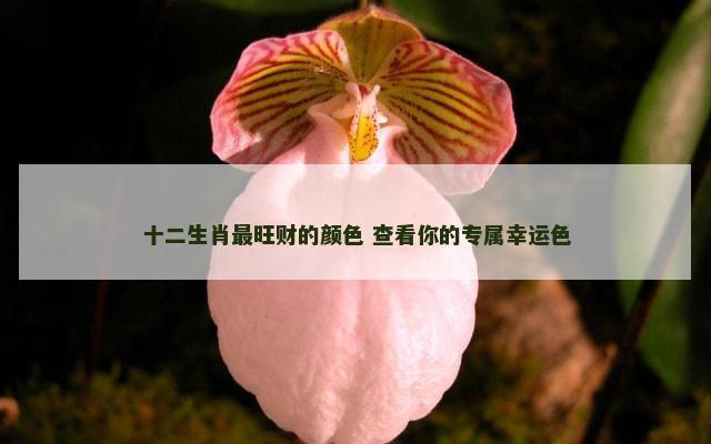 十二生肖最旺财的颜色 查看你的专属幸运色