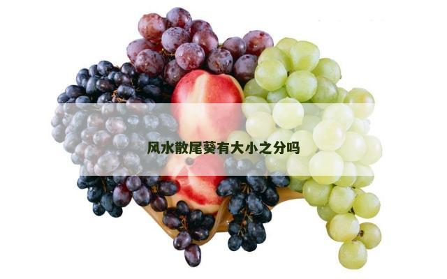 风水散尾葵有大小之分吗