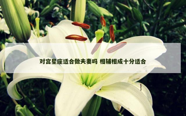 对宫星座适合做夫妻吗 相辅相成十分适合