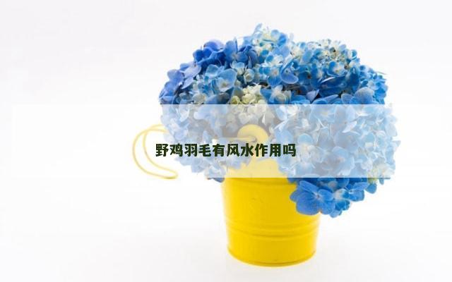 野鸡羽毛有风水作用吗
