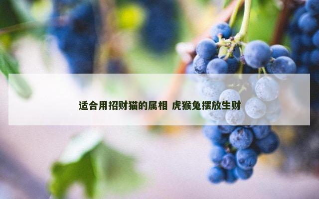 适合用招财猫的属相 虎猴兔摆放生财