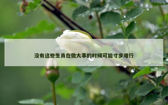 没有这些生肖在做大事的时候可能寸步难行