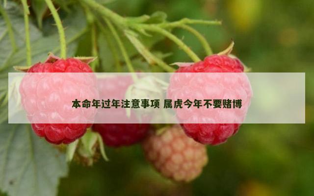 本命年过年注意事项 属虎今年不要赌博