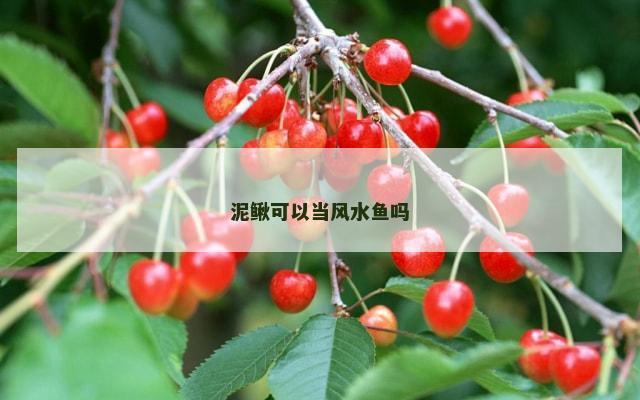 泥鳅可以当风水鱼吗