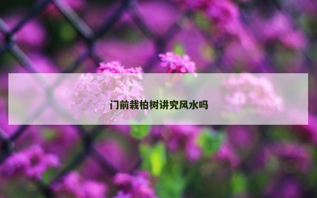 门前栽柏树讲究风水吗