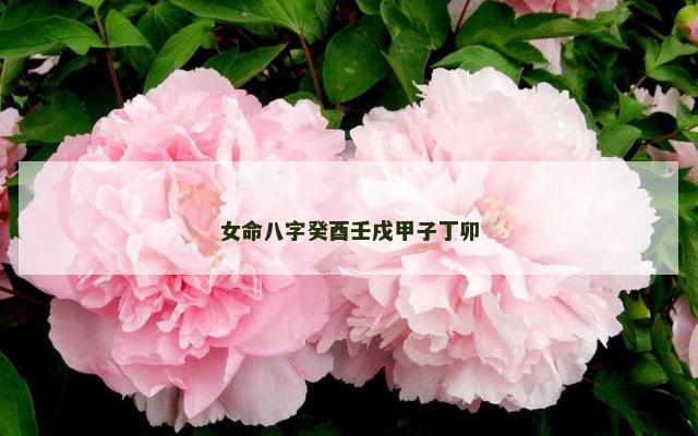 女命八字癸酉壬戌甲子丁卯