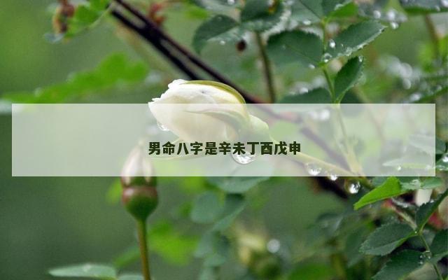 男命八字是辛未丁酉戊申
