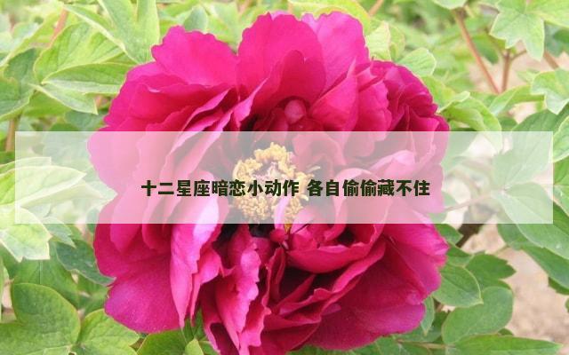 十二星座暗恋小动作 各自偷偷藏不住