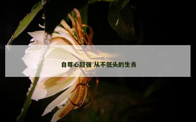 自尊心超强 从不低头的生肖