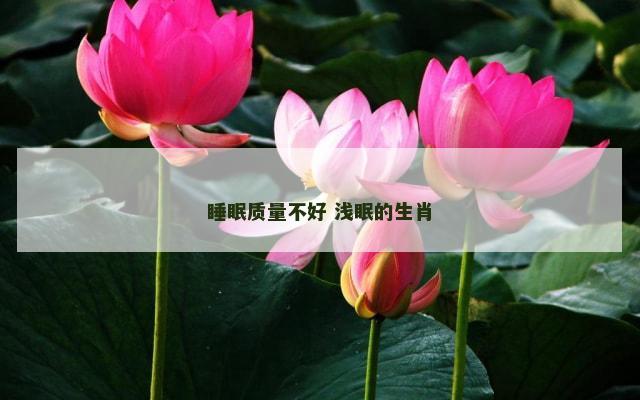 睡眠质量不好 浅眠的生肖