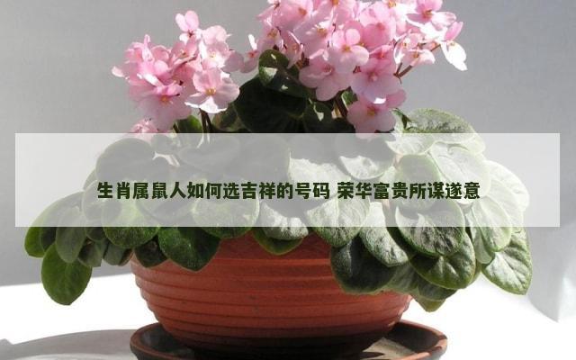 生肖属鼠人如何选吉祥的号码 荣华富贵所谋遂意