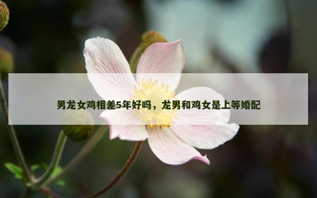 男龙女鸡相差5年好吗，龙男和鸡女是上等婚配