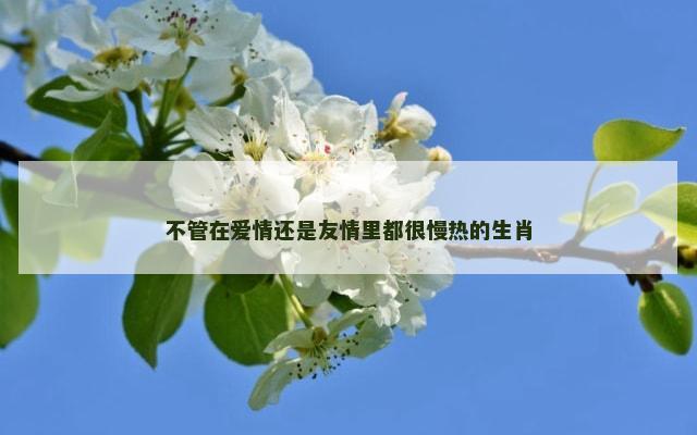 不管在爱情还是友情里都很慢热的生肖