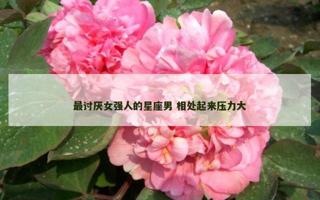 最讨厌女强人的星座男 相处起来压力大