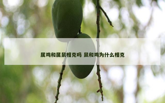 属鸡和属鼠相克吗 鼠和鸡为什么相克