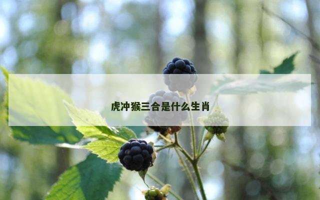 虎冲猴三合是什么生肖