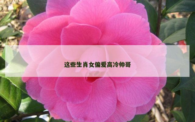 这些生肖女偏爱高冷帅哥