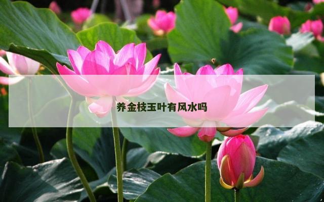 养金枝玉叶有风水吗