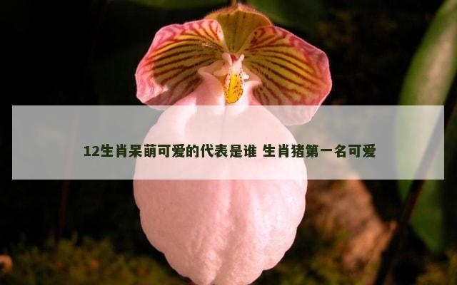 12生肖呆萌可爱的代表是谁 生肖猪第一名可爱