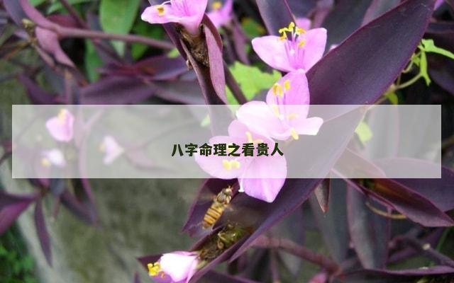 八字命理之看贵人