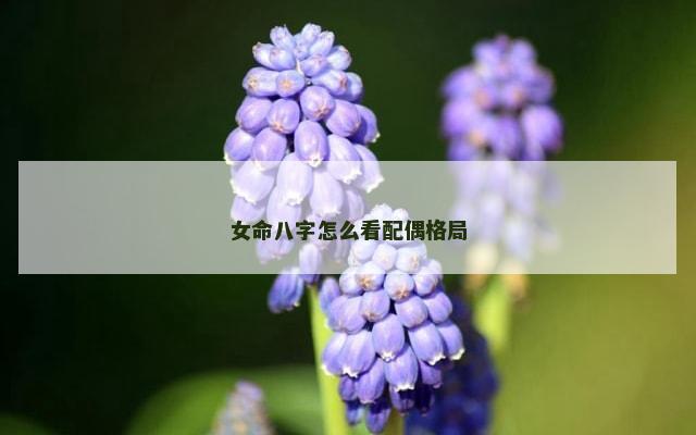 女命八字怎么看配偶格局