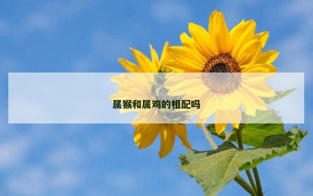属猴和属鸡的相配吗