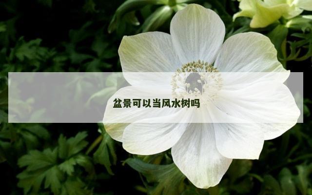 盆景可以当风水树吗