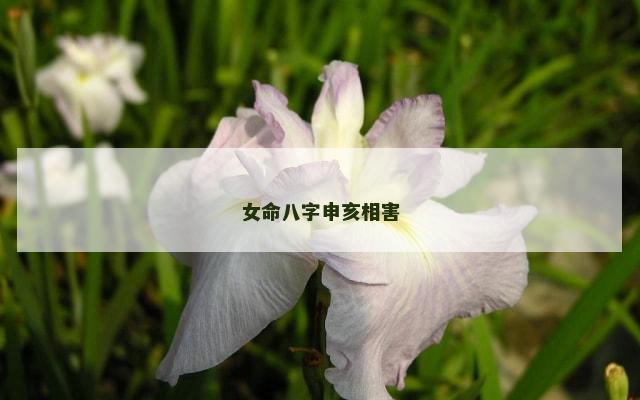 女命八字申亥相害