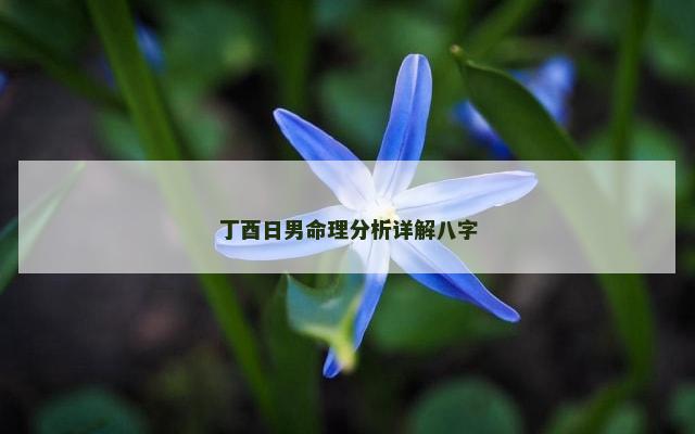 丁酉日男命理分析详解八字