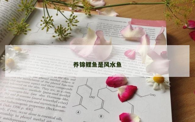 养锦鲤鱼是风水鱼