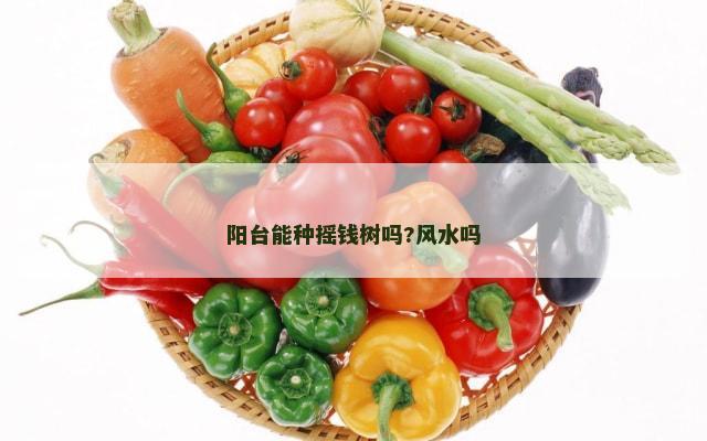 阳台能种摇钱树吗?风水吗
